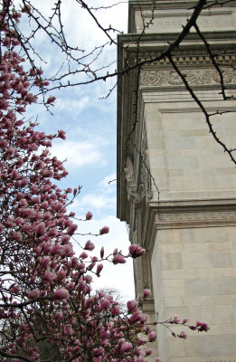 Magnolias at the Arch