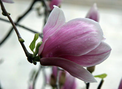 Magnolia Blossom at the Arch