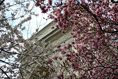 Magnolia & Cherry Tree Blossoms at the Arch