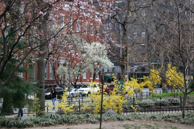 Spring Blossoms - Northeast Park Corner