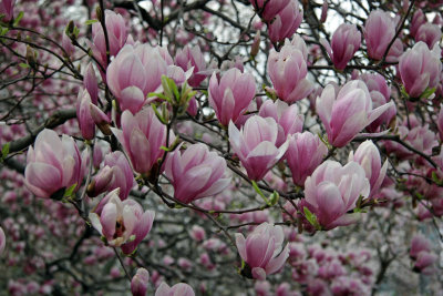 Magnolias at the Arch