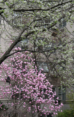 Magnolia & Pear Tree Blossoms
