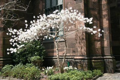Magnolia Blossoms - Presbyterian Churchyard Gardens