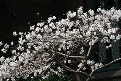 Magnolia Blossoms - Presbyterian Churchyard Gardens