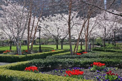 Cherry Blossoms and Tulips at the Financial Center Garden