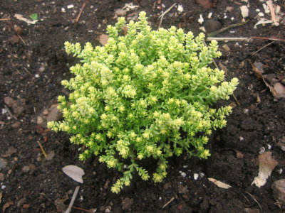 Sedum