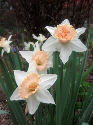 Daffodils