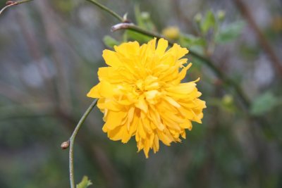 Kerria Bush Blossom