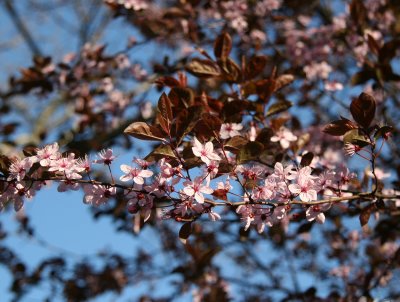 Prunus Tree Blossoms