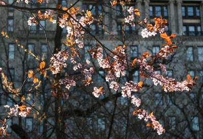 Prunus Tree Blossoms