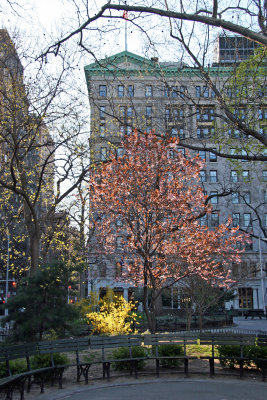 Prunus Tree, Forsythia & NYU Main Building