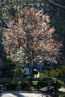 Prunus Tree