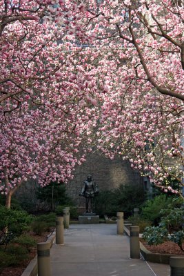 Magnolia Blossoms in Cervantes Garden