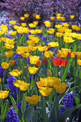 Yellow Tulips & Blue Hyacinths