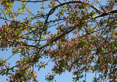 Apple Tree Blossom Buds