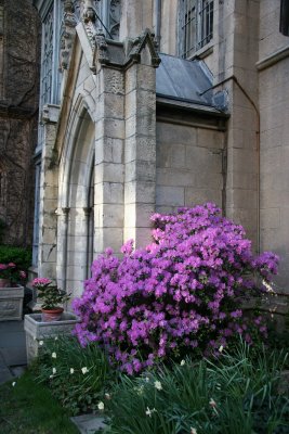 Grace Church Garden - Magnolia Blossoms