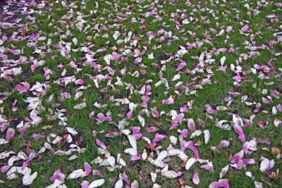 Grace Church Garden - Magnolia Blossoms