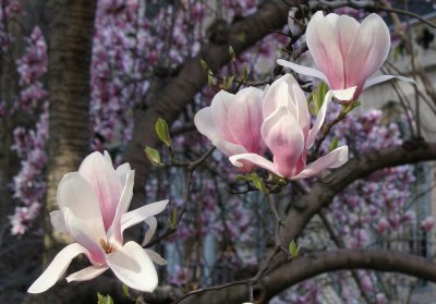 Grace Church Garden - Magnolia Blossoms