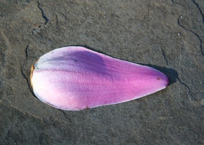 Grace Church Garden - Magnolia Blossom Petal