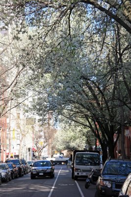 Pear Tree Blossoms