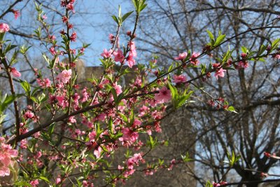 Prunus Blossoms - Cooper Union Park