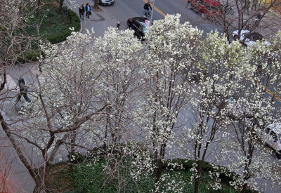 Pear Tree Blossoms - LaGuardia Place Gardens