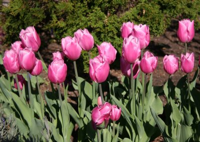 Tulips - Robert Wagner Jr Park