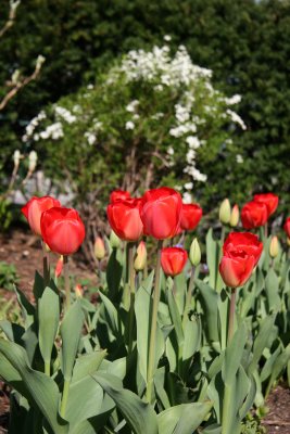 Tulips - Jewish Holocaust Museum Garden