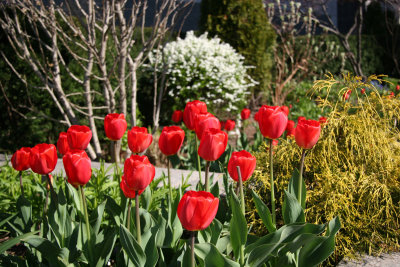 Tulips - Jewish Holocaust Museum Garden