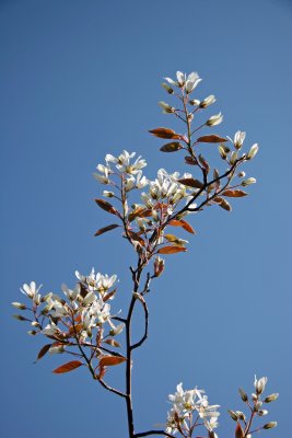 Olive Tree Blossoms - Jewish Holocaust Museum Garden