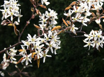 Olive Tree Blossoms - Jewish Holocaust Museum Garden