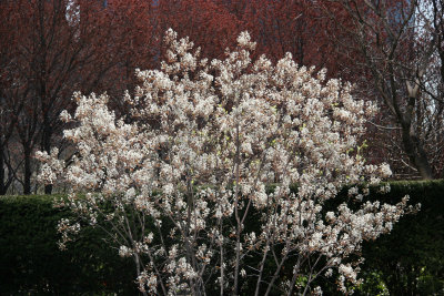 Olive Tree Blossoms - Jewish Holocaust Museum Garden