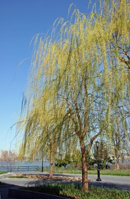 Willow Tree Blossoms - Jewish Holocaust Museum Garden Area