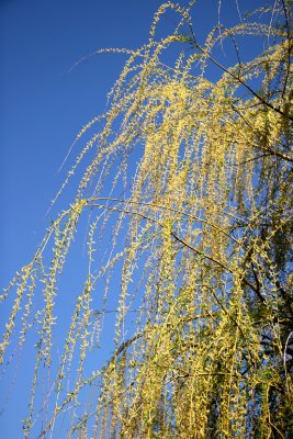 Willow Tree Blossoms - Jewish Holocaust Museum Garden Area