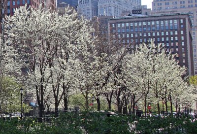 Park View - Pear Trees in Bloom