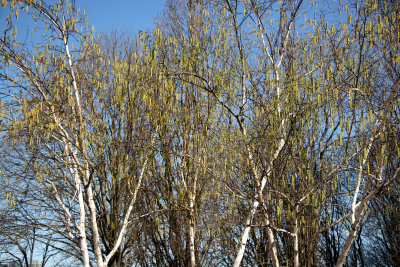 Birches at Rector Place