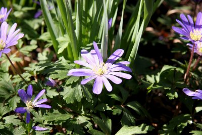 Rector Place Garden