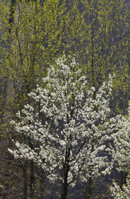 Rector Place Garden - Cherry Tree in Bloom