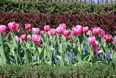 Tulips at Rector Place Garden