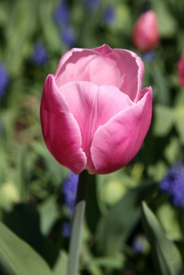 Tulip - Rector Place Garden