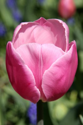 Tulip - Rector Place Garden