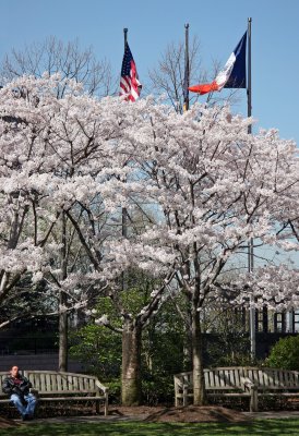 Financial Center Gardens - Cherry Tree Blossoms