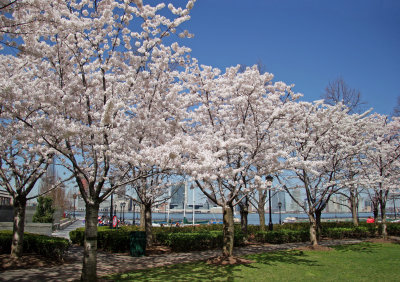 Financial Center Gardens - Cherry Tree Blossoms