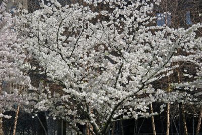 Financial Center Gardens - Cherry Tree Blossoms