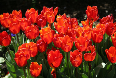 Financial Center Gardens - Tulips