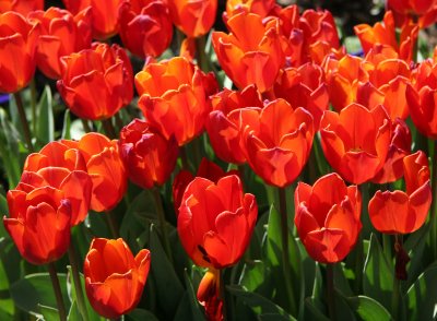 Financial Center Gardens - Tulips