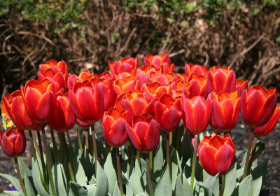 Financial Center Gardens - Tulips