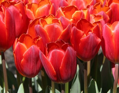 Financial Center Gardens - Tulips