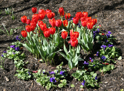 Financial Center Gardens - Tulips