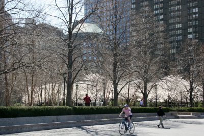 Financial Center Gardens - Cherry Tree Blossoms